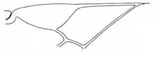 distal part of right fore wing