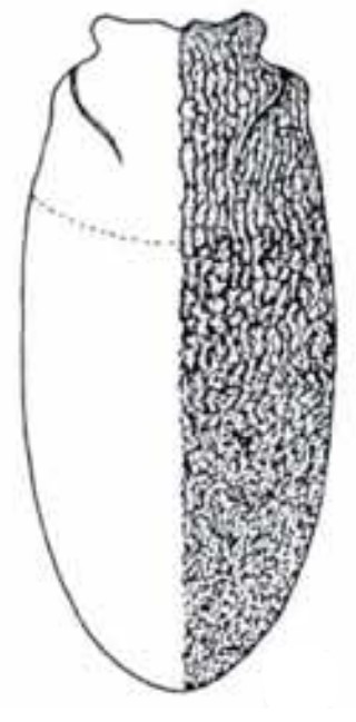 female carapace in dorsal view with indication of its sculpture