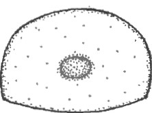 posterior end of carapace with sexual aperture (♂) in frontal view