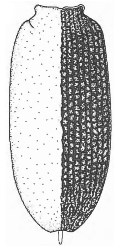 carapace in dorsal view