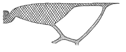 distal part of right fore wing