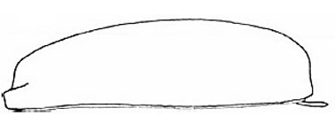 carapace (♀) in lateral view