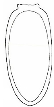 carapace in ventral view