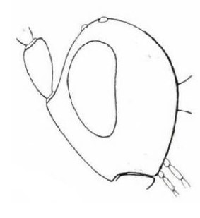 head in lateral view