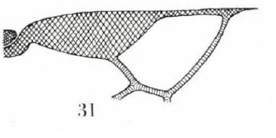 distal part of right fore wing