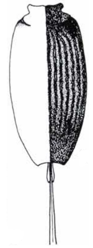 carapace in dorsal view with indication of its sculpture