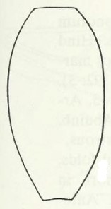 metasoma, dorsal view