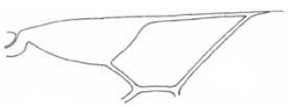 distal part of right fore wing