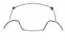 clypeus