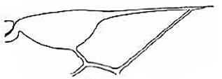 distal part of right fore wing