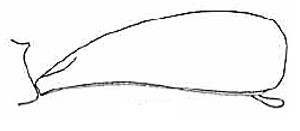 female carapace in lateral view