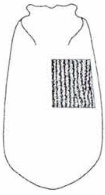 male carapace in dorsal view with indication of its sculpture