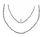 apical end of male carapace in ventral view