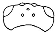 ♂ head in dorsal view