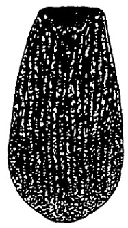 ♂ carapace in dorsal view (with sculpture)