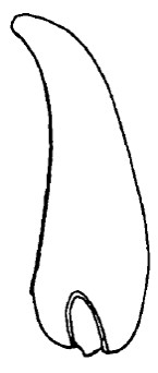 ♂ carapace in lateral view