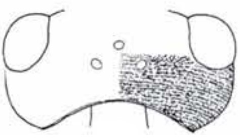 ♀head in dorsal view with indication of its sculpture