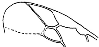 ♂ part of fore wing