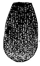 ♂ variety (small body): carapace in dorsal view