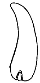 ♂ variety (small body): carapace in lateral view