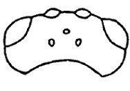 ♀ head in dorsal view