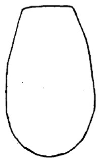 ♀ carapace in dorsal view