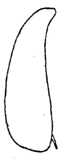 ♀ carapace in lateral view