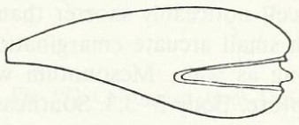 ♂ metasoma, lateral view