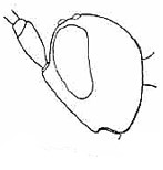 ♀ head in lateral view