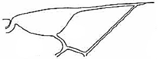 ♀ distal part of right fore wing