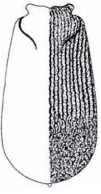 ♀ carapace in dorsal view with indication of its sculpture