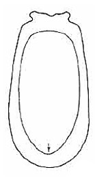 ♀ carapace in ventral view