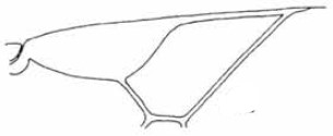 distal part of right fore wing