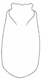 ♂ metasoma in dorsal view