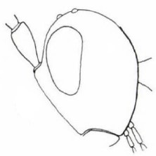 head in lateral view