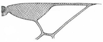 distal part of right fore wing