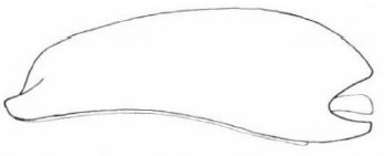 ♂ carapace in lateral view