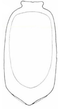 carapace in ventral view