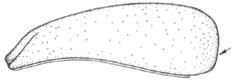 ♀ carapace in lateral view