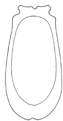 ♀ carapace of in ventral view