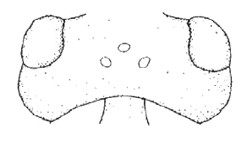 ♀ head in dorsal view