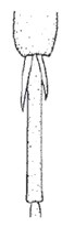 ♀ pair of spurs of hind tibia