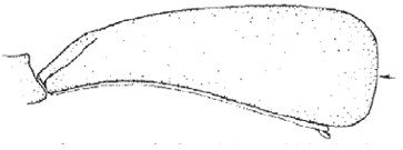 ♀ female carapace in lateral view