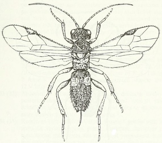 ♀ habitus, dorsal view