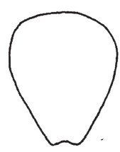 ♀ apex of metasoma, posterior view