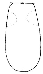 ♀ metasoma, dorsal aspect