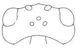 ♀ head in dorsal view