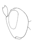 ♀ head in lateral view