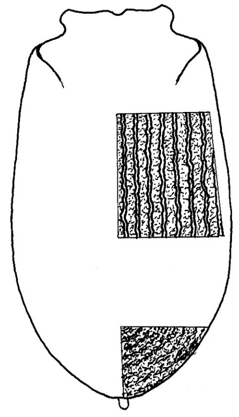 ♀ carapace in dorsal view with indication of its sculpture 