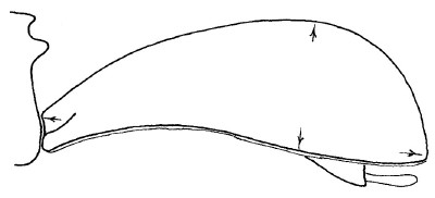 ♀ carapace in lateral view